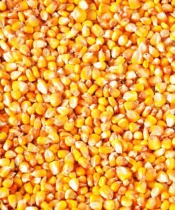 Animal Feed Corn
