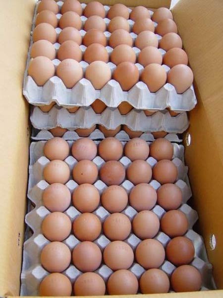 Chicken Eggs – Farm Fresh & Hatching